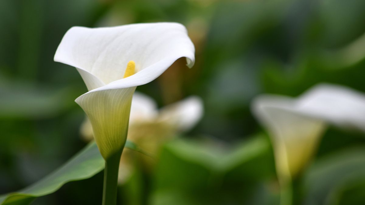 plantas cala lirio agua