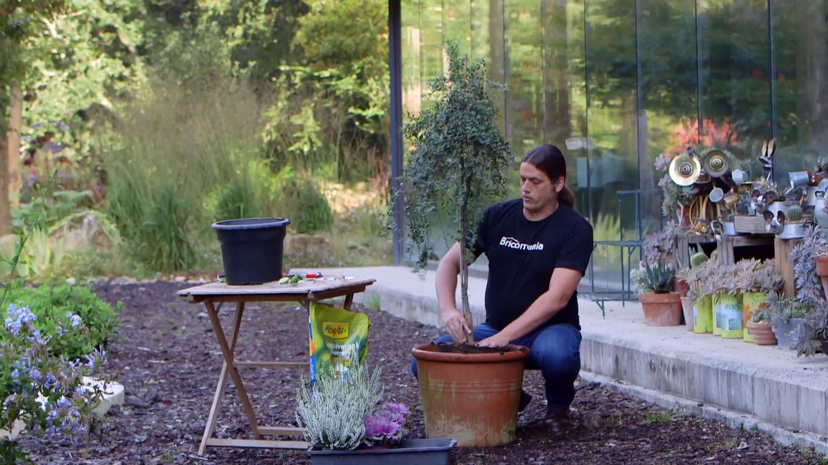 brico 0922 3 caviar citrico trasplante