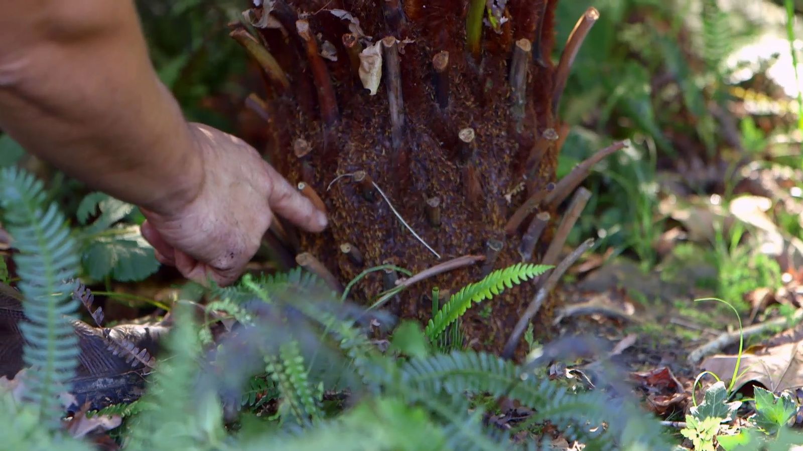 brico 926 3 reproduccion helecho arboreo dicksonia antartica raices