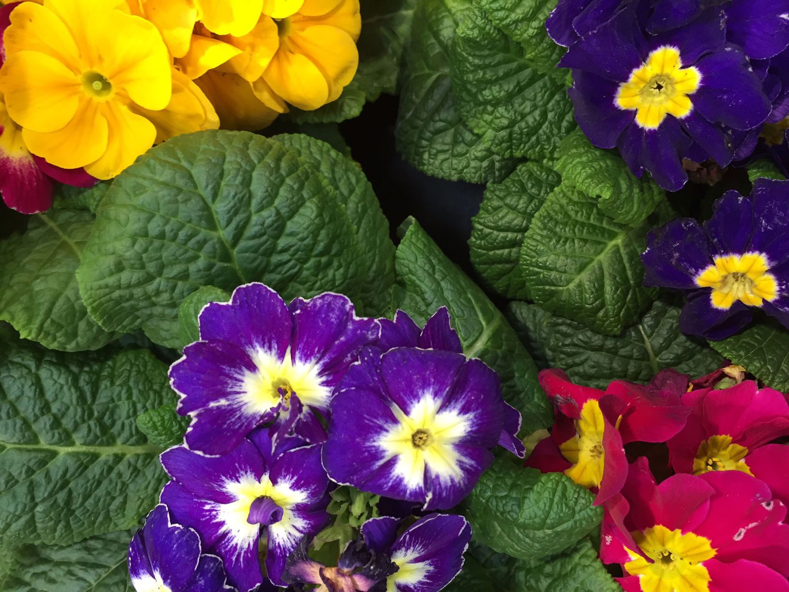primula acaulis enfermedades