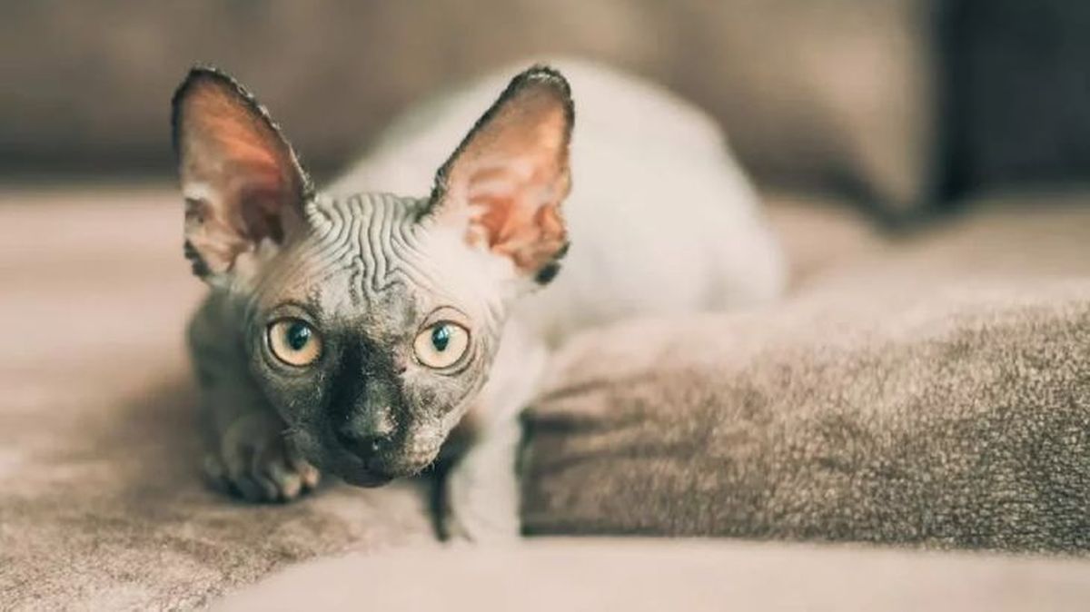 nombres egipcios para gatos 3