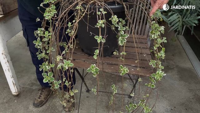 Puede adquirir un porte rastrero o colgante