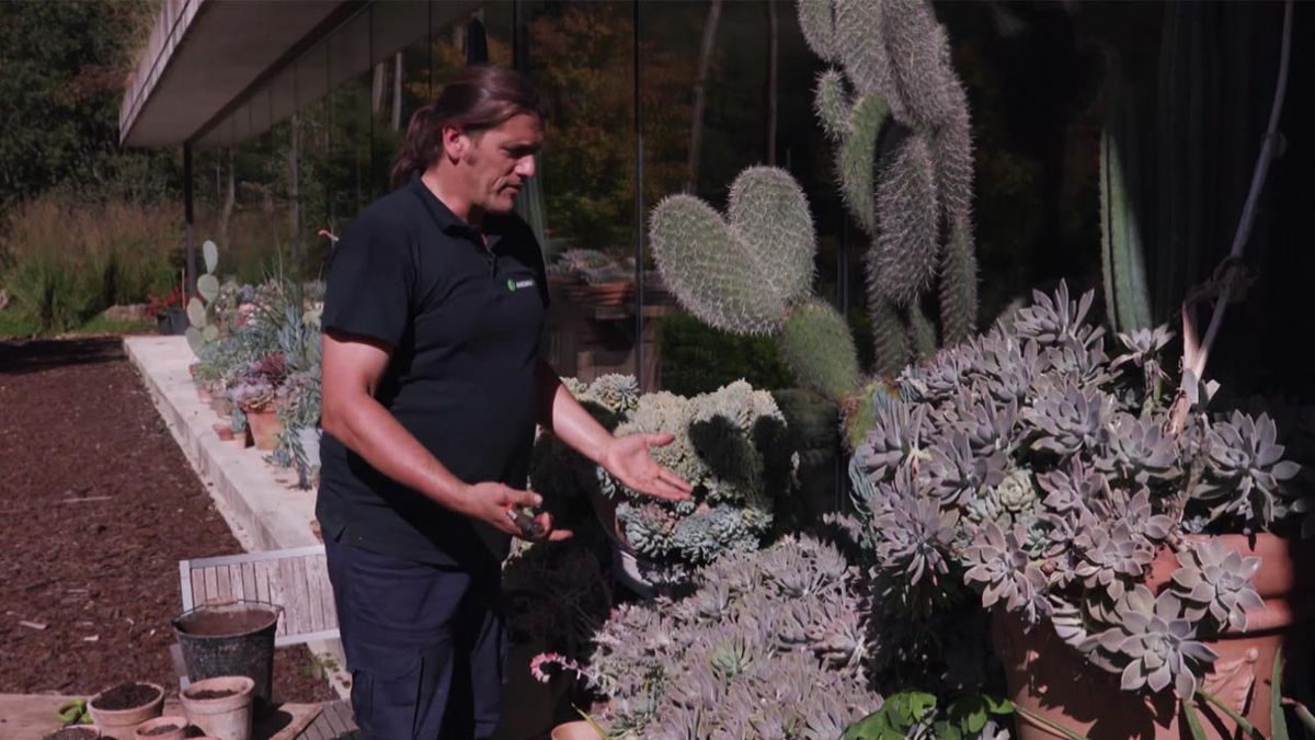 brico 1007 jardin multiplicar Graptopetalum paraguayenses