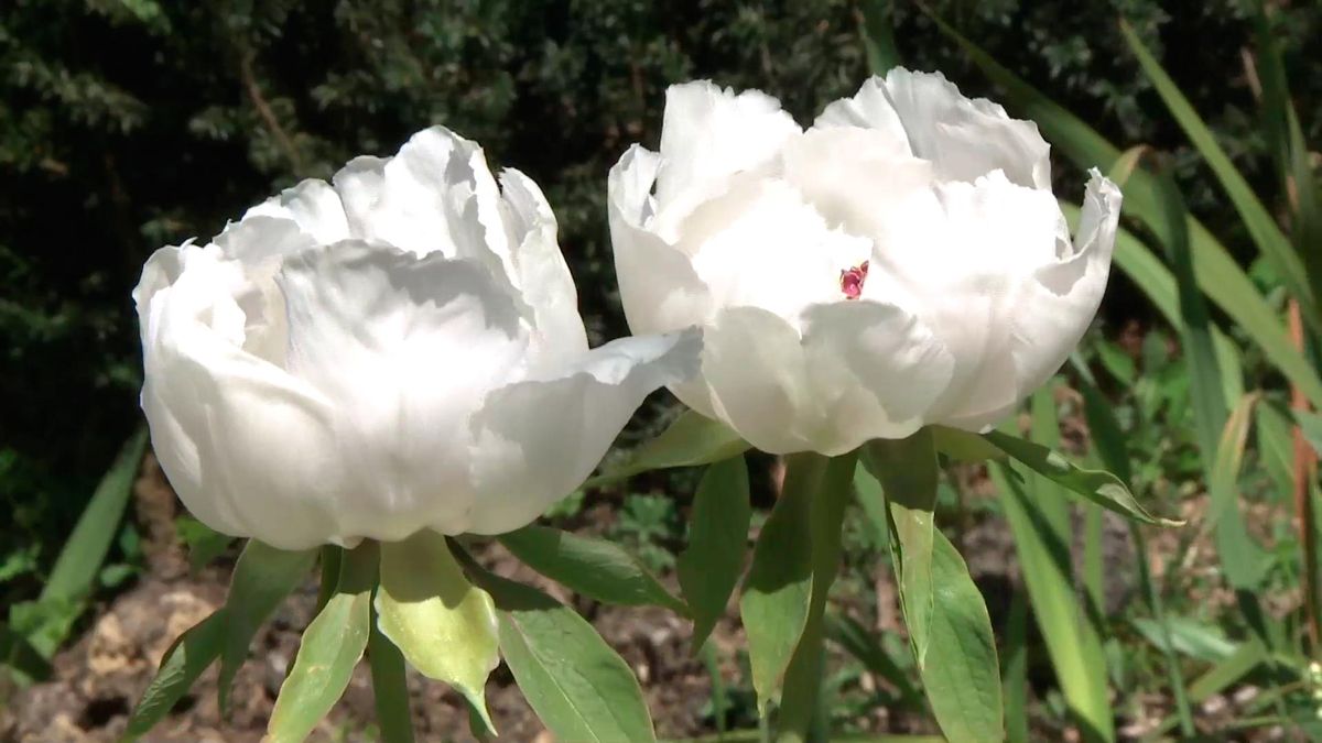 Peonías arbóreas, características y reproducción