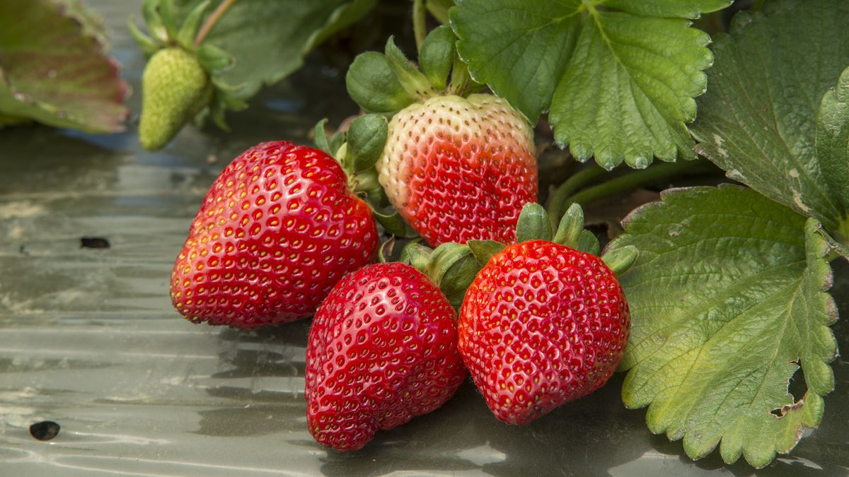 enfermedades problemas fruta hierba xl