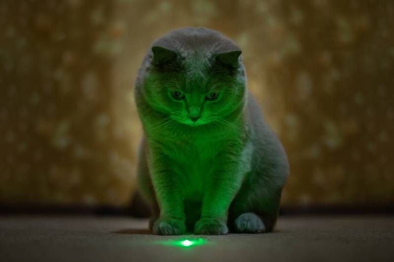 El juego con láser es una excelente forma de mantener a tu gato activo y en forma.
