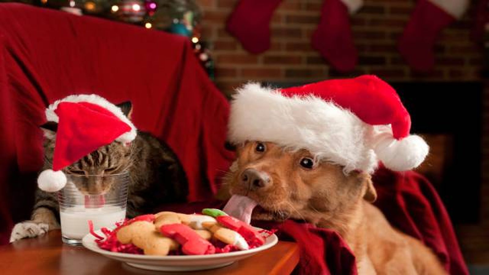 ¿Los perros pueden comer turrón? La respuesta es no.