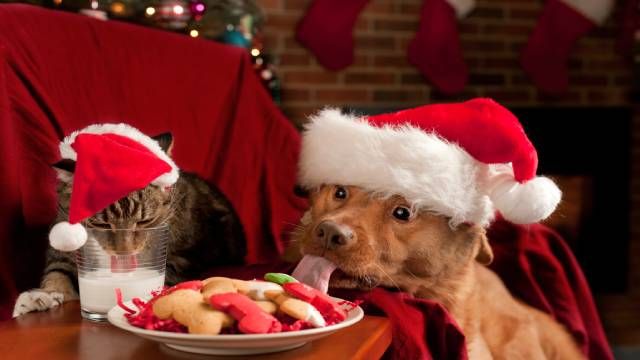 ¿Los perros pueden comer turrón? La respuesta es no.