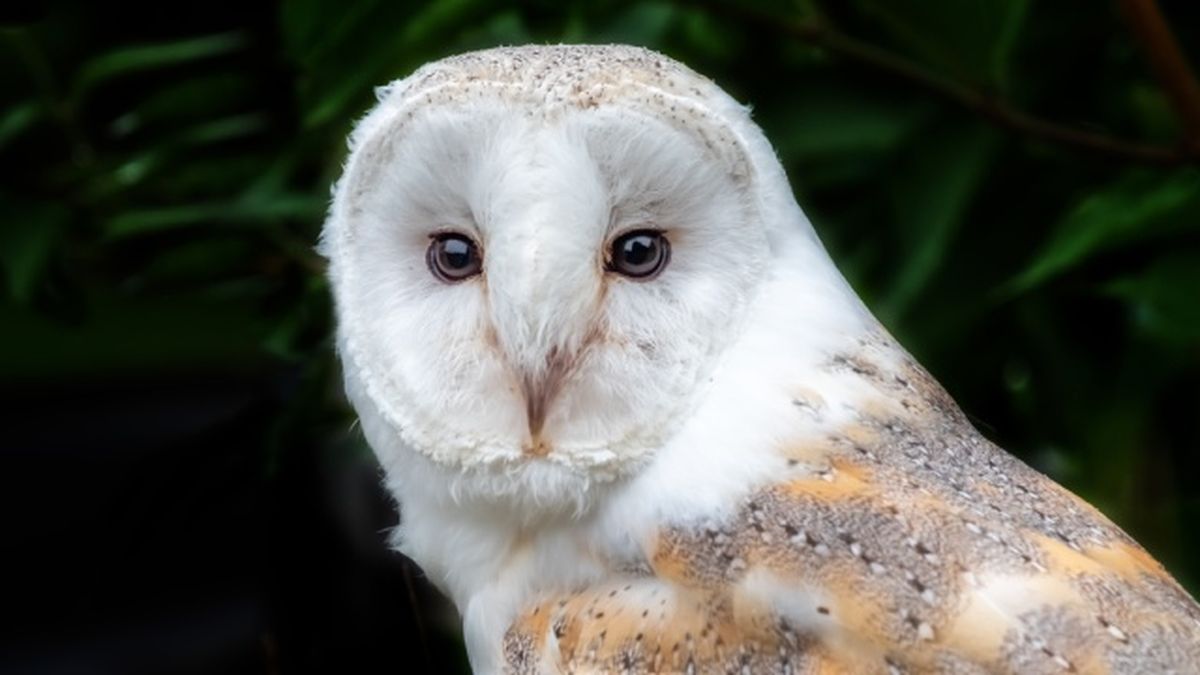 animales nocturnos lechuza