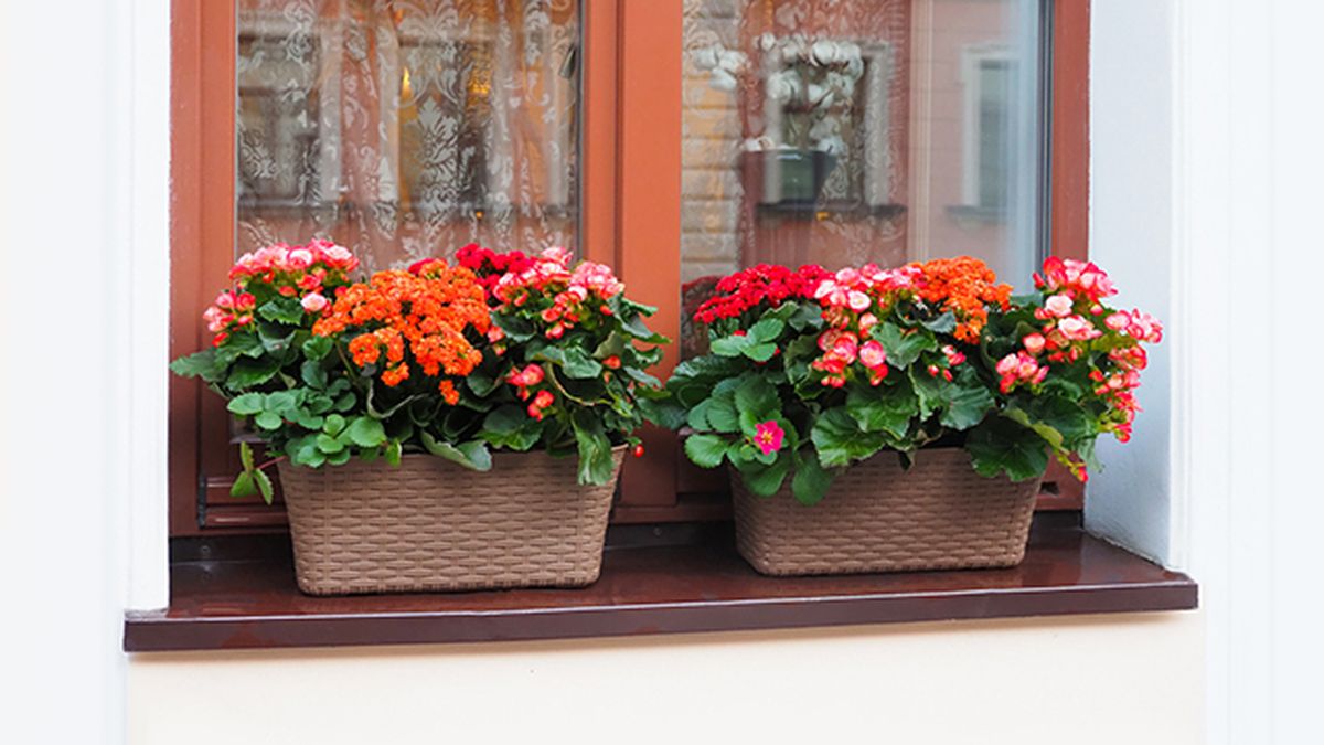 kalachoes alfeizar de la ventana