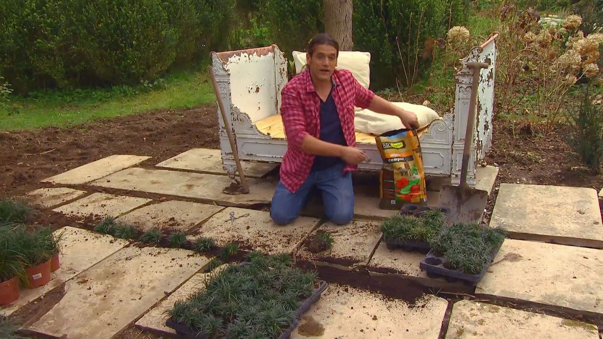 deco 0652 jardineria reverdecer camino losetas ophiopogon detalle