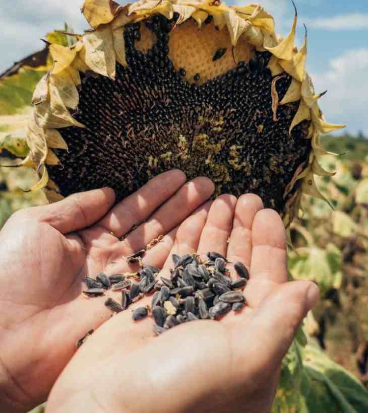 semillas de girasol