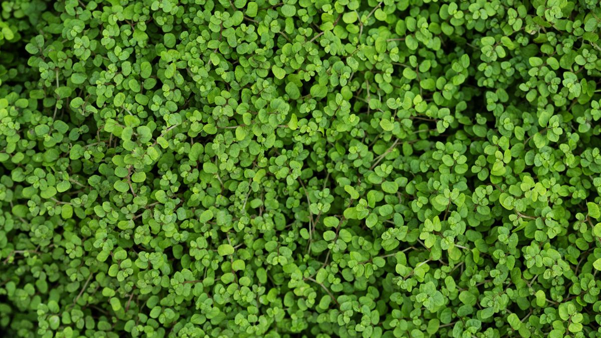 Soleirolia soleirolii