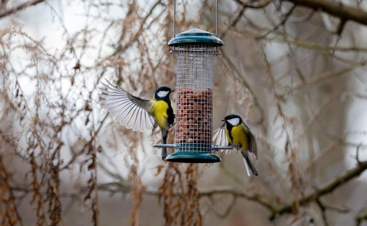 Comederos para pájaros
