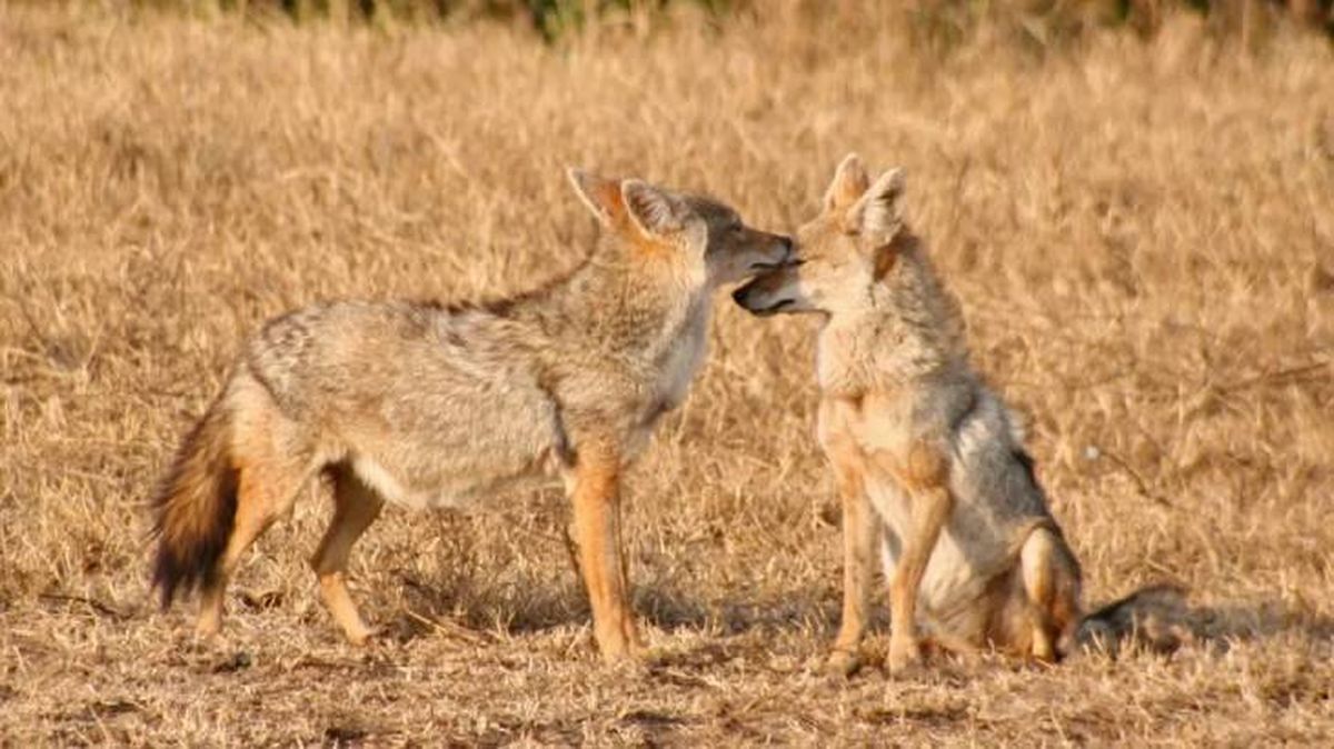 chacal dorado peninsula iberica2 (1)