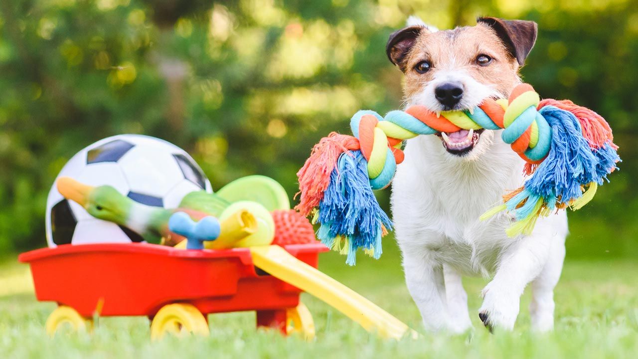 articulos mascotas felices 7 juguetes perro