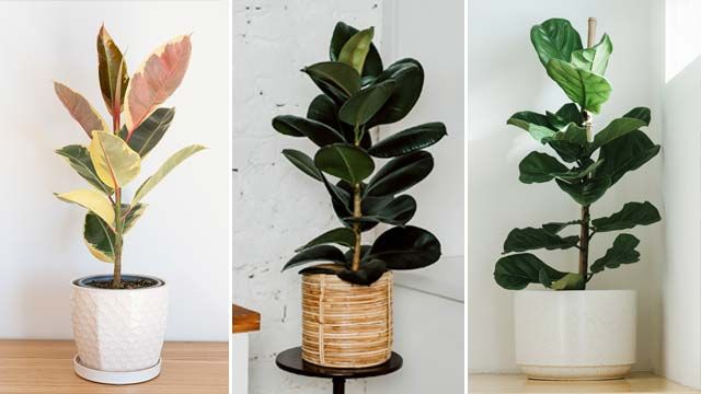 ficus tineke robusta lyrata