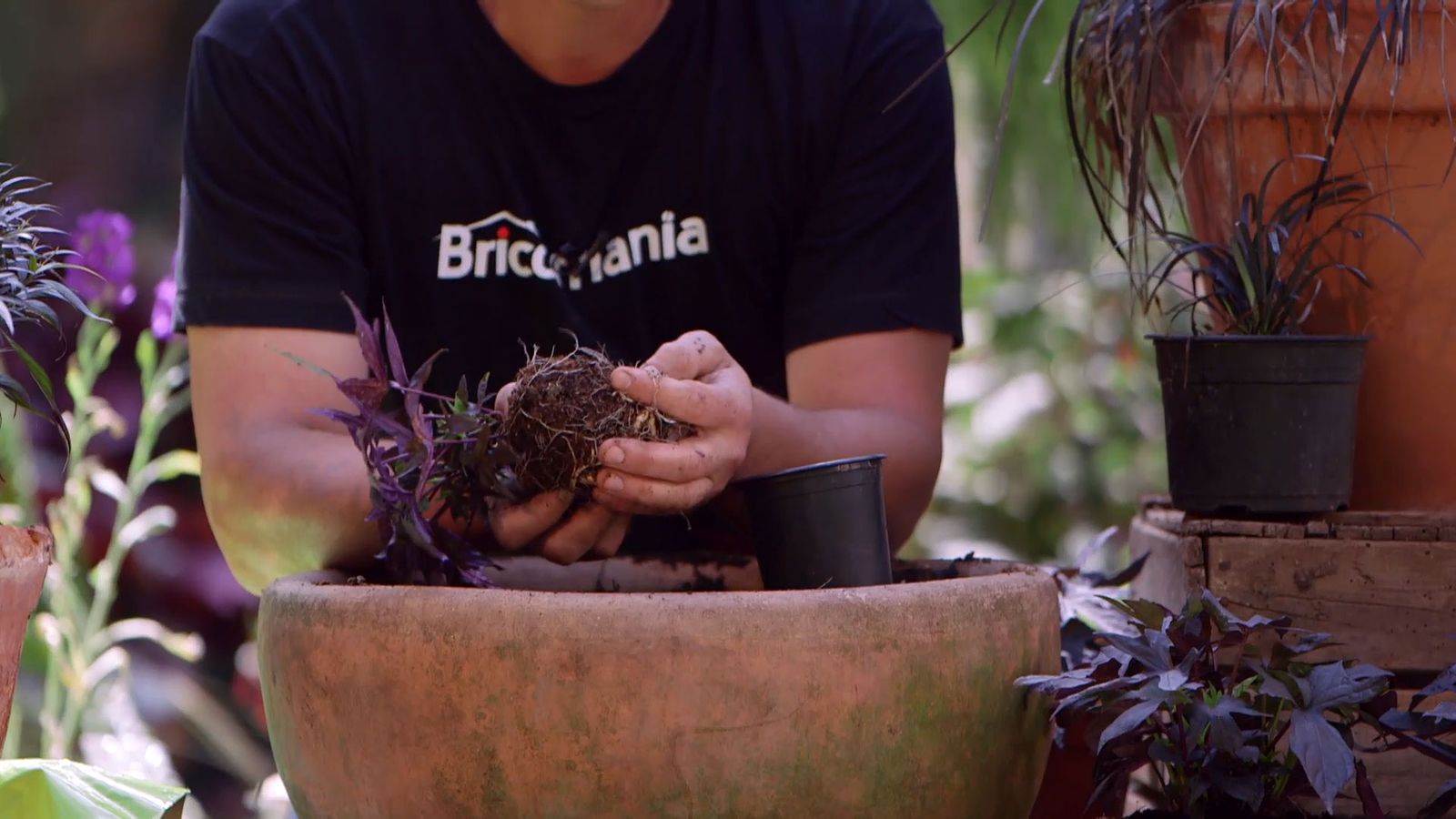 brico 916 3 escudo persa plantas hoja negra ipomoea