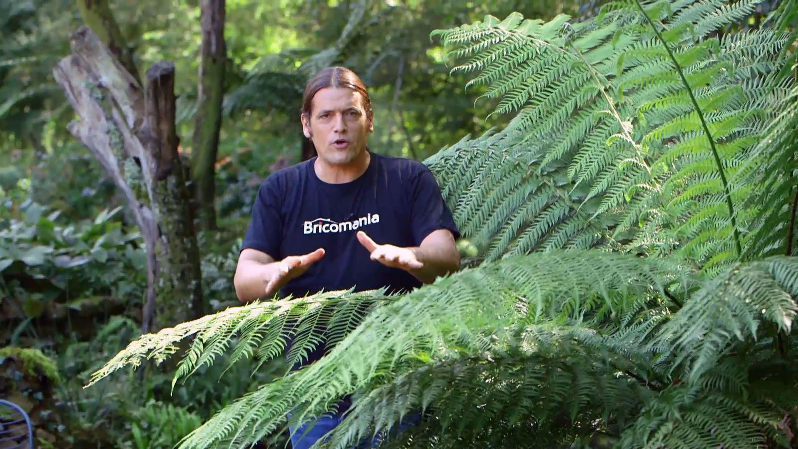 brico 926 3 reproduccion helecho arboreo dicksonia antartica condiciones