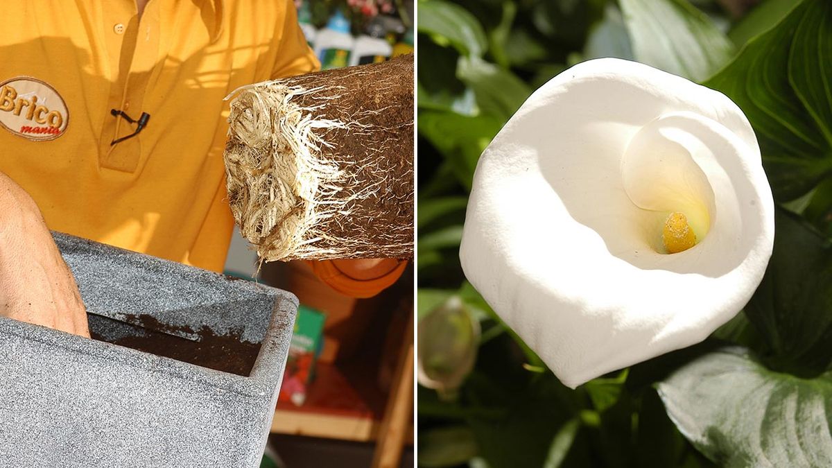 plantacion de cala lirio de agua brico 370 jardin xl