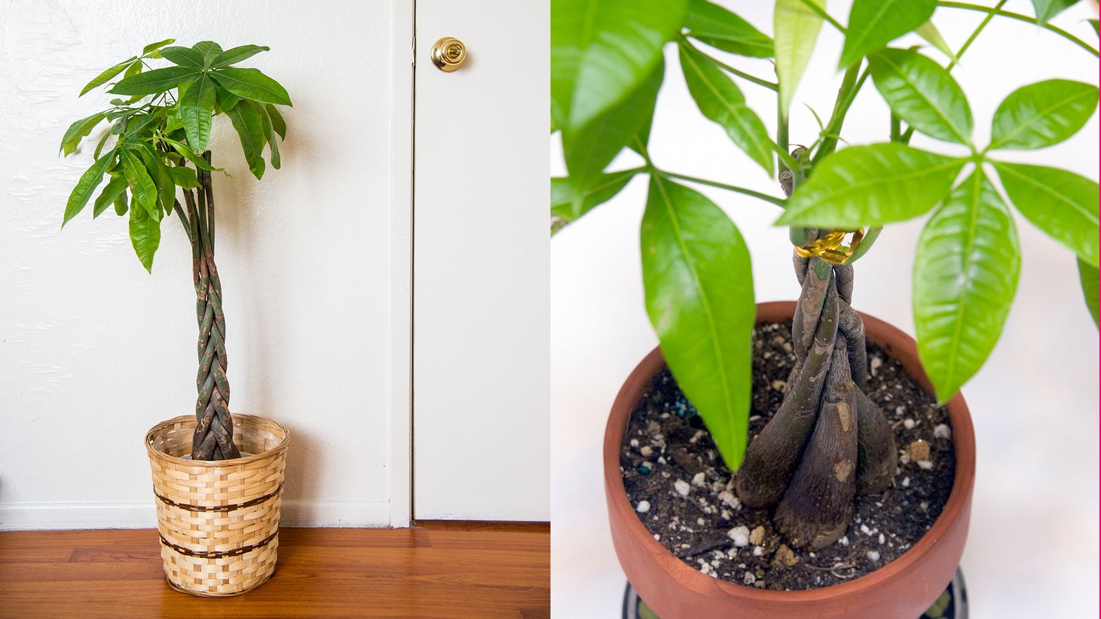 jardineria plantas pachira acuatica arbol dinero