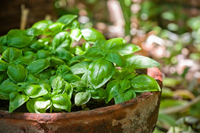 Planta albahaca.