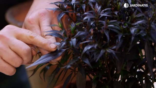 strobilanthes anisophyllus brunetti brico 916