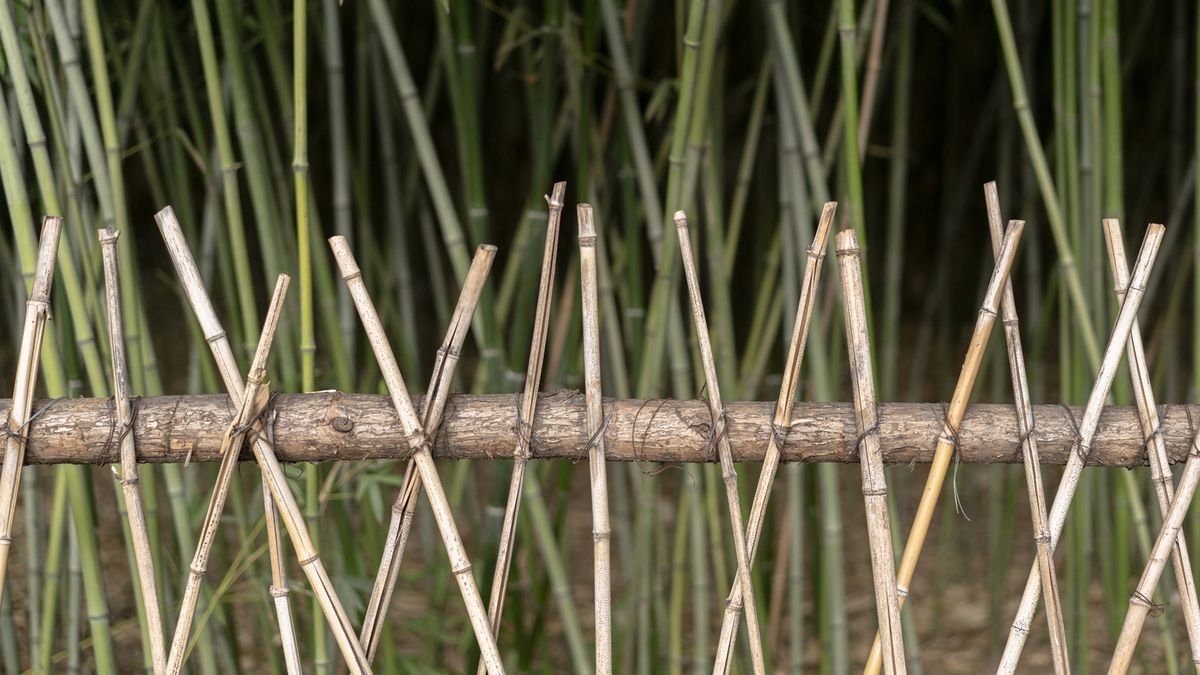 valla bambu