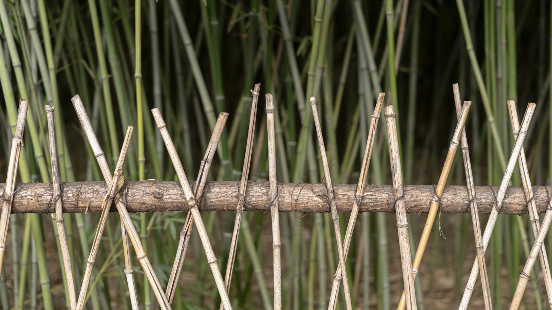 valla bambu