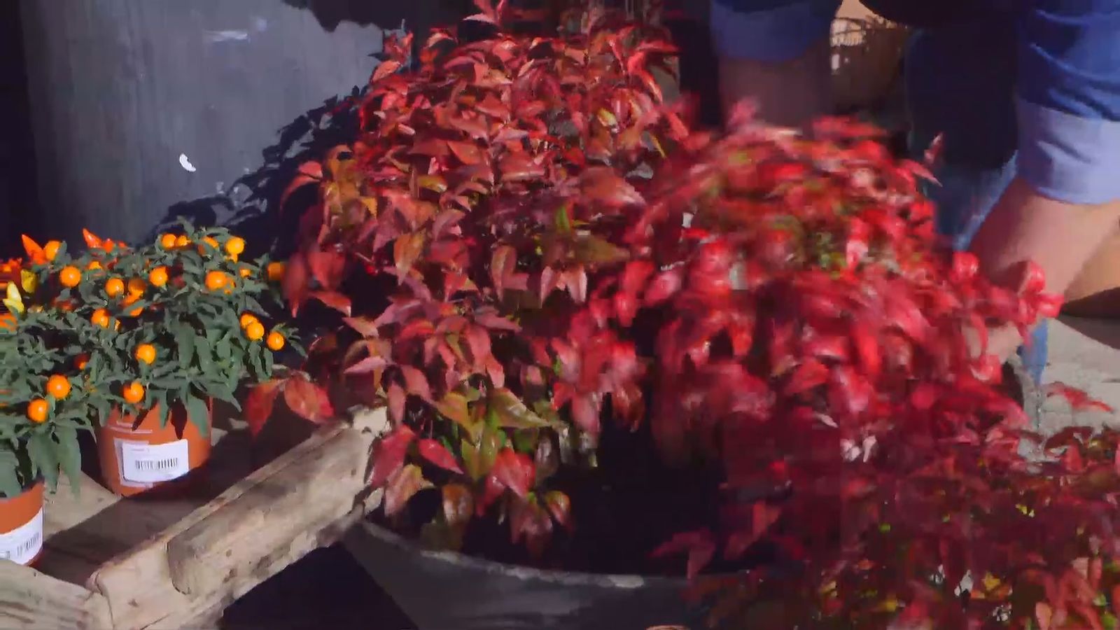 brico 937 3 variedades nandinas composicion