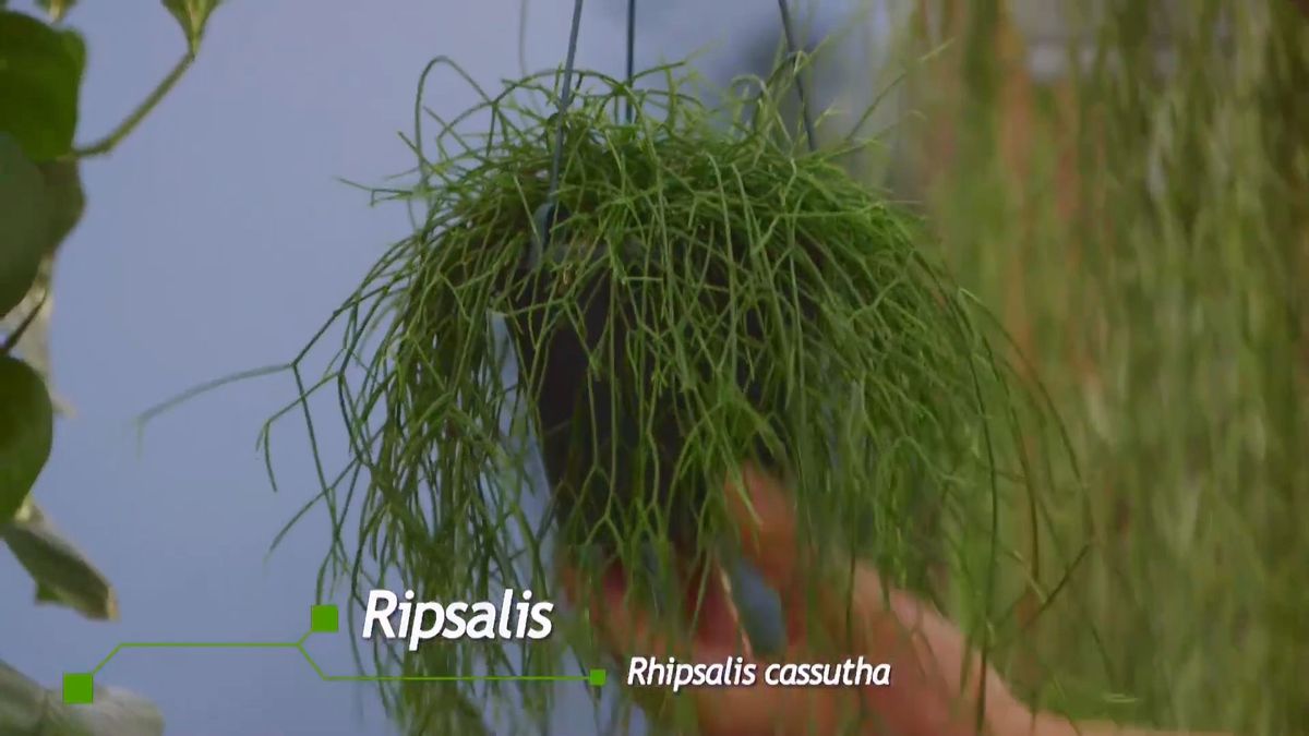 brico 932 3 cestos colgantes plantas poca tierra rhipsalis