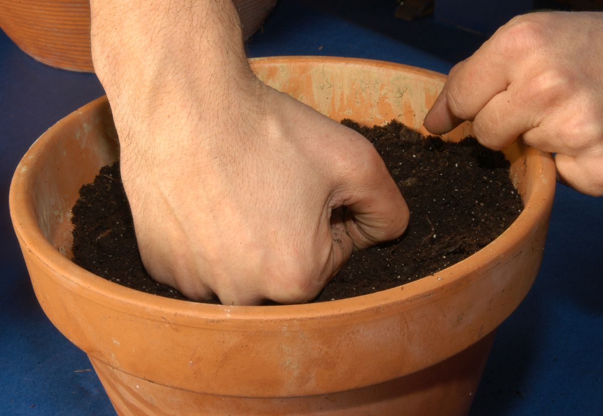 Reproducción de palmeras paso 4