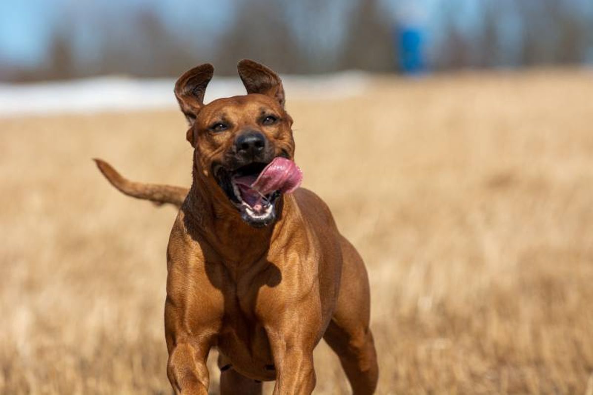 Criado para la caza mayor y que cuenta con una enrome resistencia
