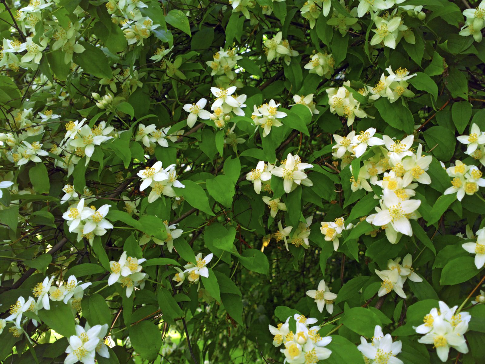 Composición con Jazmín de Magadascar