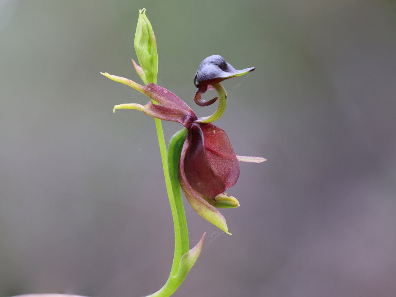 Caleana major.
