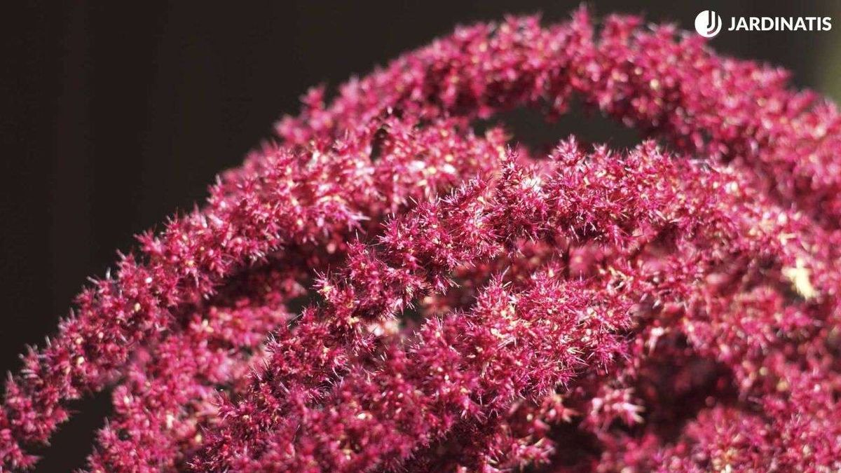 Amaranto o Amaranthus