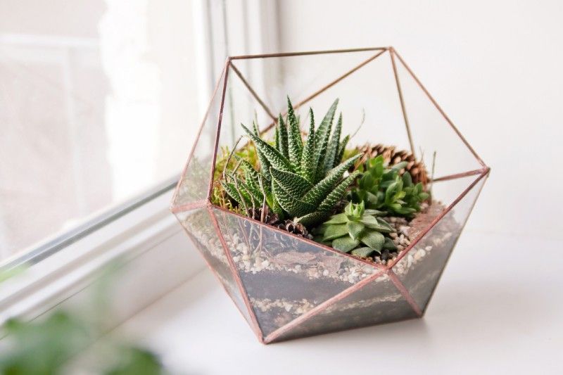 Un terrario es un regalo único para los amantes de las plantas en miniatura