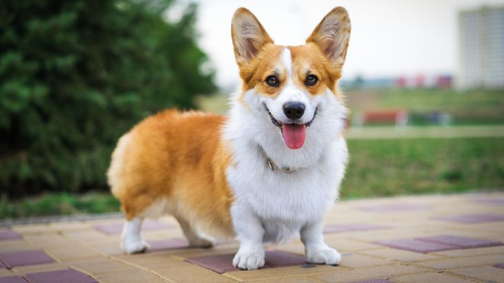 corgi gales de pembroke 13
