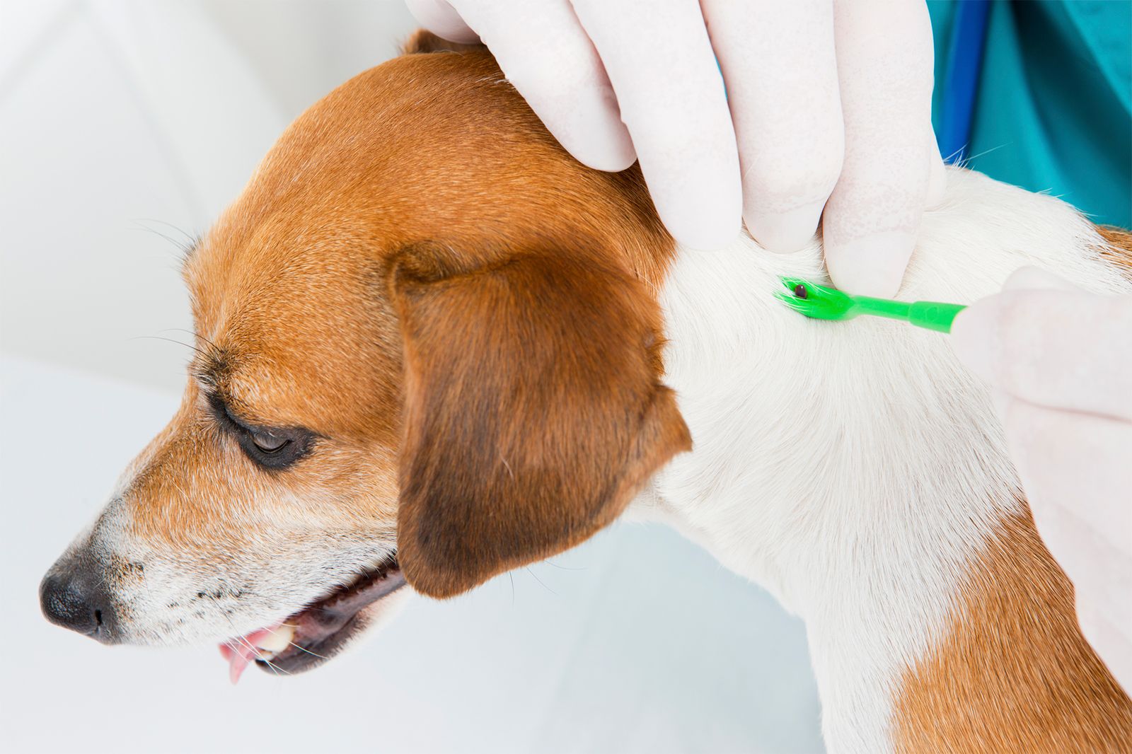 Cómo quitar una garrapata en perros o gatos paso a paso