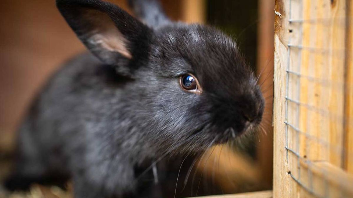 jaulas para conejos 5 (1)