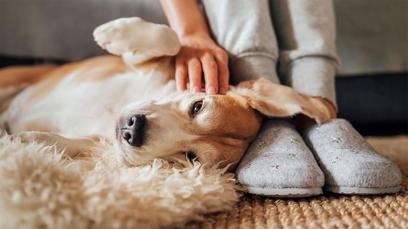 6 consejos evitar cancer perros 3