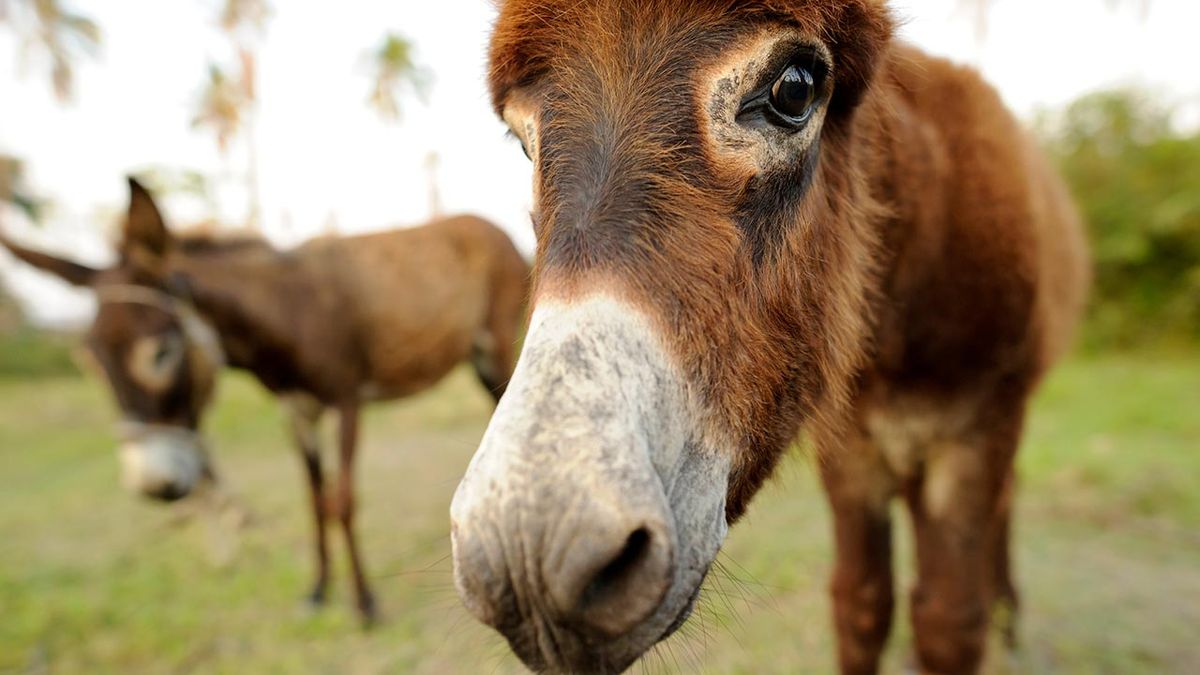 selfies divertidos animales granja 2