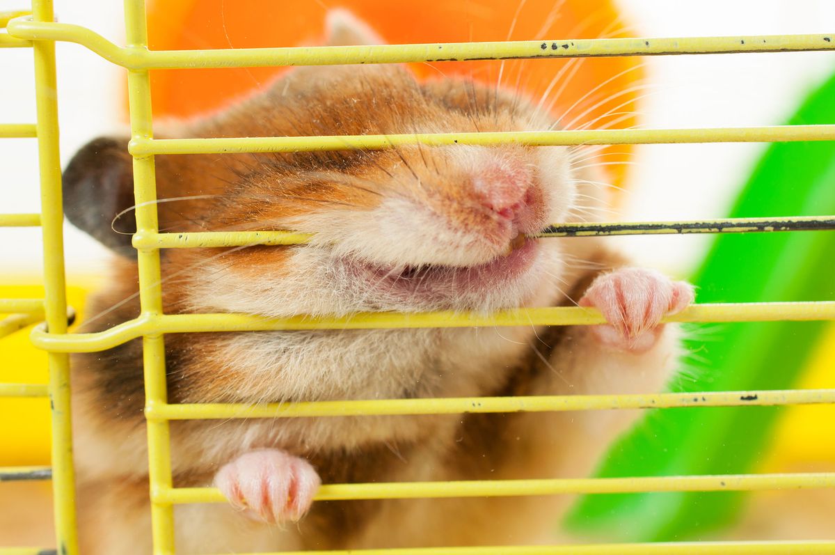 mascotas roedores salud hamsters 4