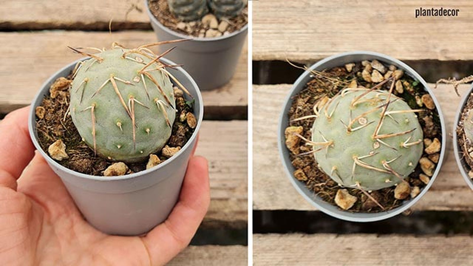 tephrocactus geometricus 2