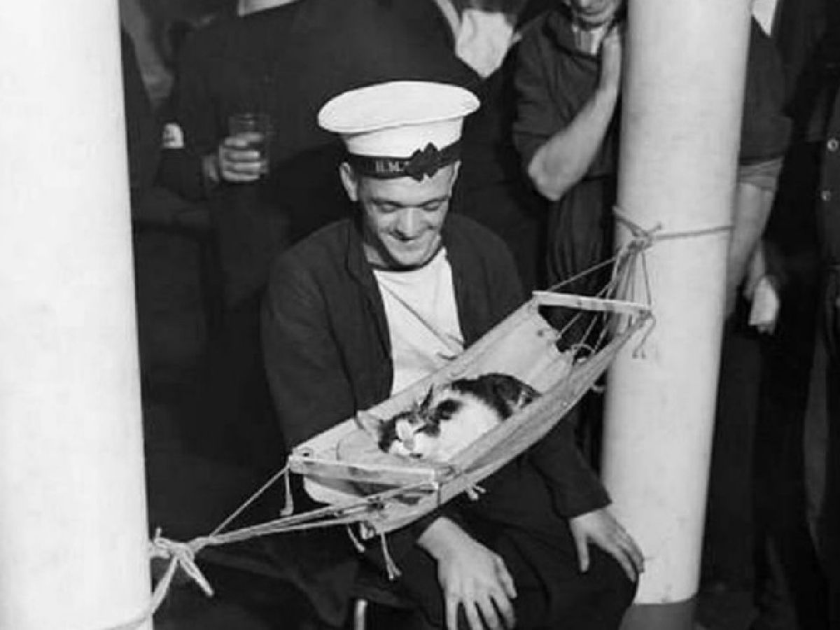 Los gatos siempre han estado presentes en la vida de los marineros