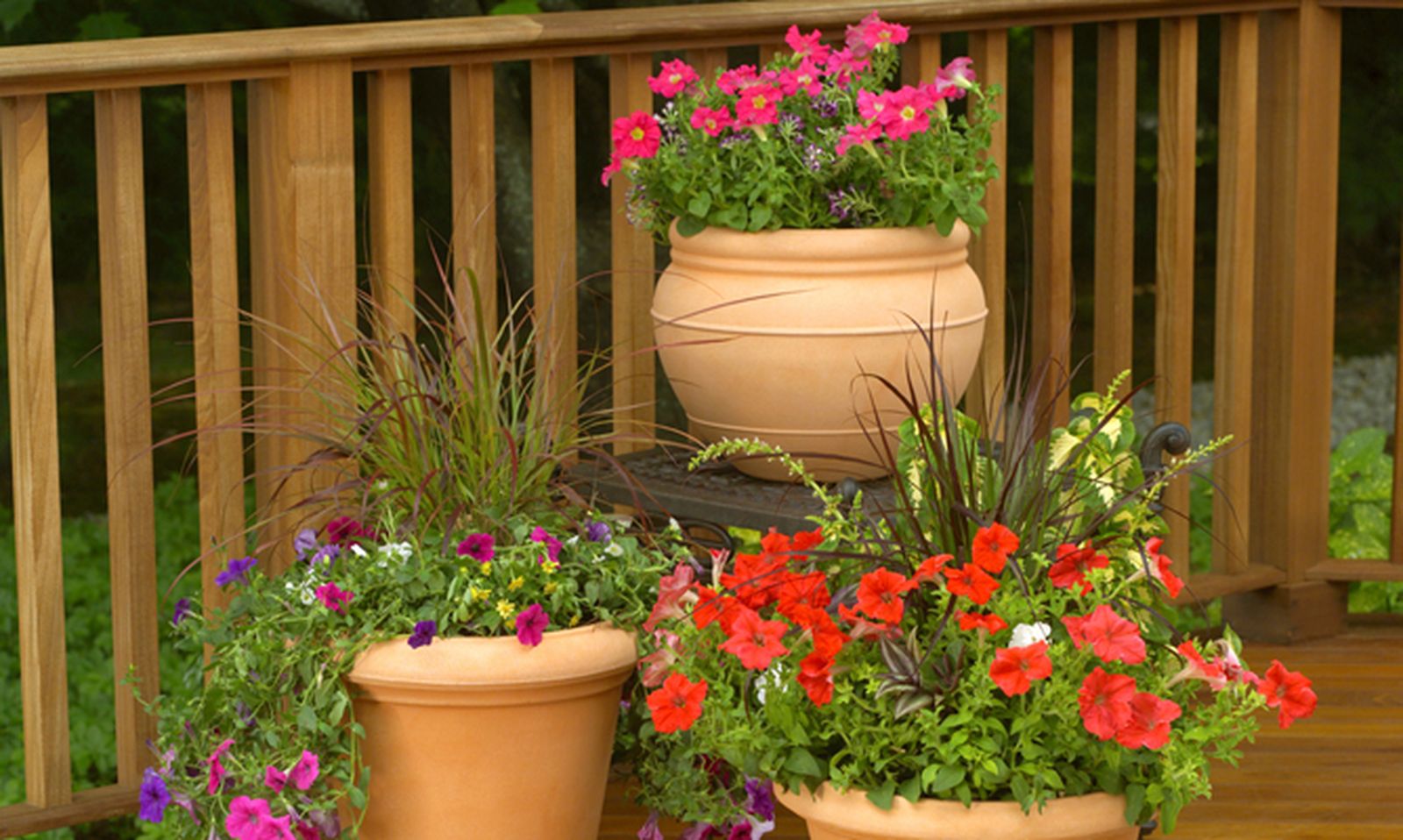 Plantas para balcones orien