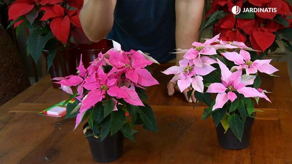 flor de pascua rosa navidad deco 635 jardinatis