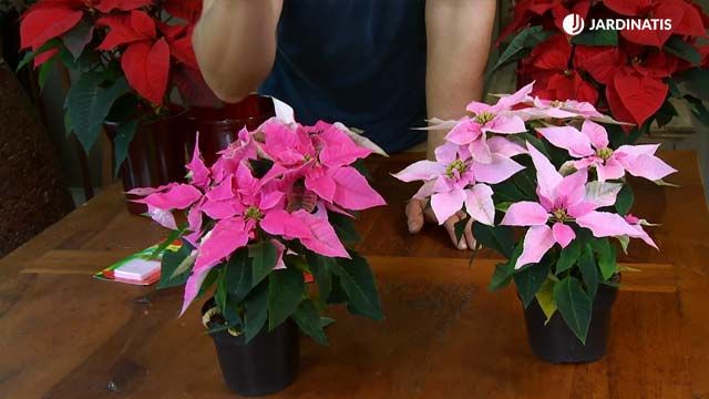 flor de pascua rosa navidad deco 635 jardinatis