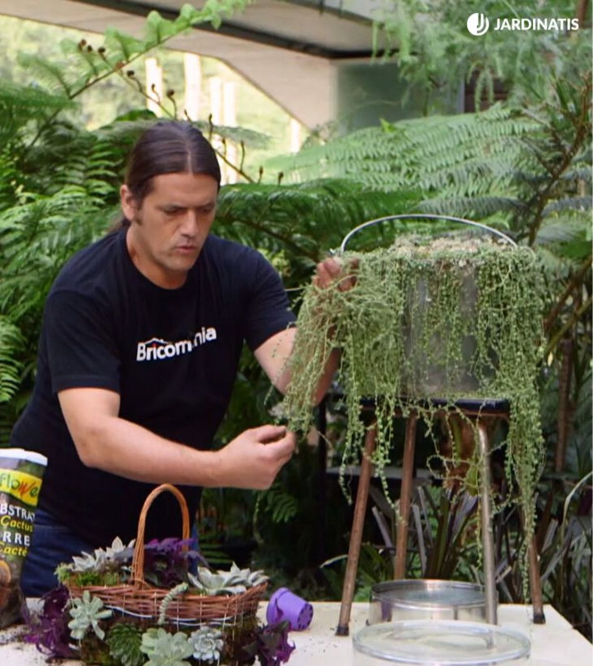 senecio rowleyanus planta rosario