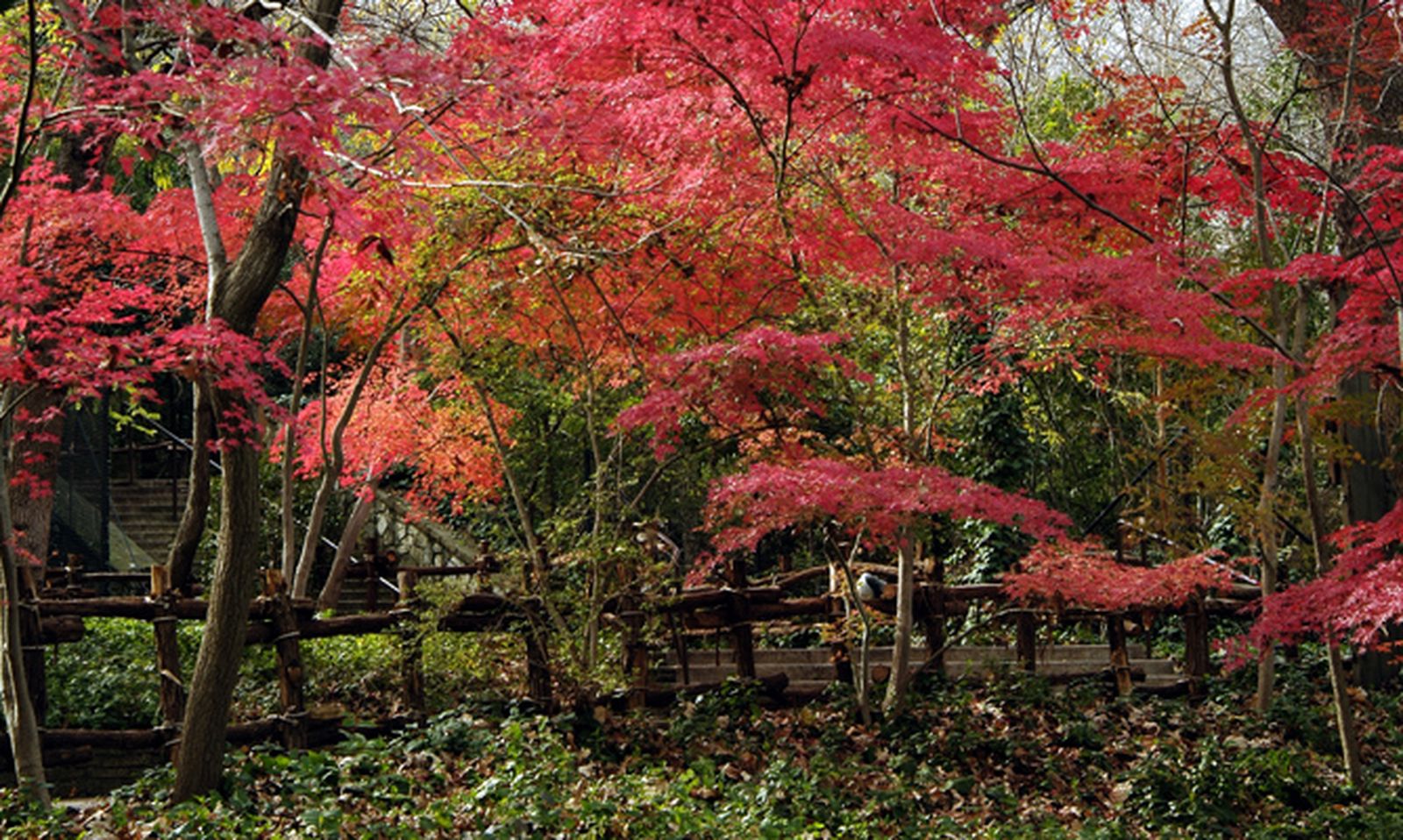 DEKO_JARDIN_512_Arce Japoneses en otoño